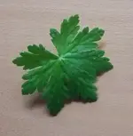 Bodenkraut.webp