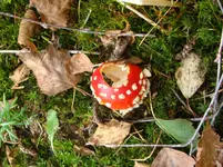 DSC00765.webp