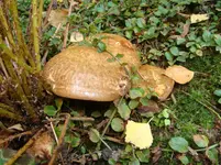 DSC00763.webp