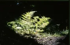 Der grüne Daumen Licht im dunklen Tann.webp