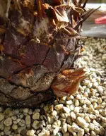 P1040415.webp