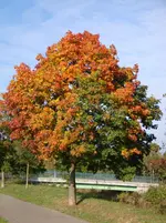 DSC00740.webp