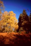 Herbst im Urwald Sababurg1001.jpg