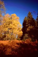 Herbst im Urwald Sababurg1001.webp
