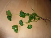 unkraut 002_800x600.webp