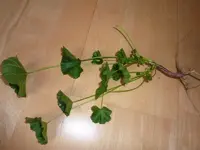 unkraut 001_800x600.webp