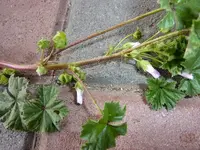 unkraut 003_800x600.webp