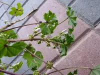 unkraut 009_800x600.webp