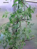 BILD0936.webp