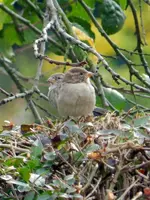 Spatzen_086.webp