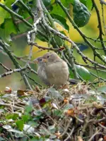 Spatzen_085.webp