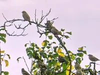 Spatzen_087.webp