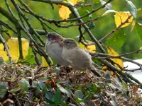 Spatzen_090.webp