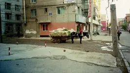 Seetallaube Das Gespann.webp Seetallaube Das Gespann.webp