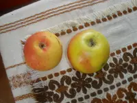 PA080004.webp