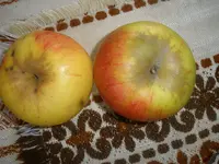 PA080006.webp