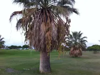 Palme_Foto.webp