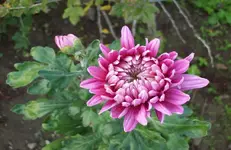 Chrysantheme.webp