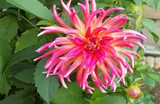 Dahlienblüte 1.webp