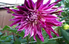 Dahlienblüte 3.webp