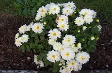 Dahlienblüte 9.webp