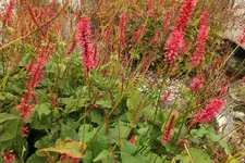 2012_1008Herbst0025.webp