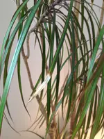 IMG_0602wefg.webp