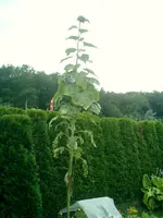 CIMG0037.webp
