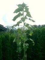CIMG0039.webp