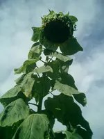 CIMG0061.webp
