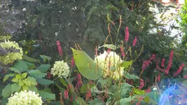 DSCN3850.webp