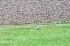 2012_1011Herbst0022 mb u.webp