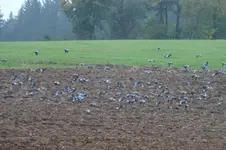 2012_1011Herbst0023 v.webp