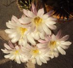 DSC03347 - 2012-10-10- echinopsis zweite blüte.JPG