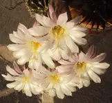 DSC03347 - 2012-10-10- echinopsis zweite blüte.webp