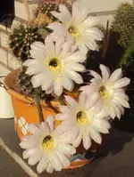 DSC03344 - 2012-10-10 - echinopsis zweite blüte 2.webp