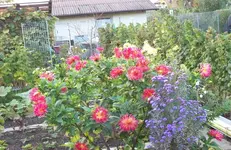 Blumenrabatte 2.webp