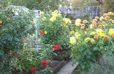 Blumenrabatte 3.webp