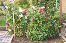 Dahlien.webp