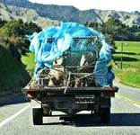 Kia ora Schwein gehabt!.webp Kia ora Schwein gehabt!.webp