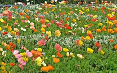 Copy of IMG_3224v.webp