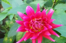 Dahlienblüte 2.webp