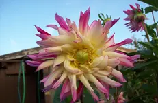 Dahlienblüte 4.webp