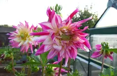 Dahlienblüte 6.webp