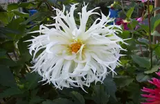 Dahlienblüte 7.webp