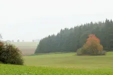 2012_1011Herbst0014 c.webp