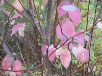 035.webp