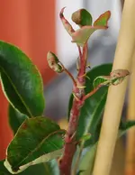 DSC_9488.3.webp