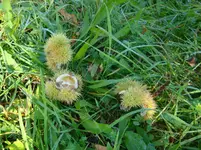 Maronen.webp