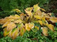 Hosta.webp